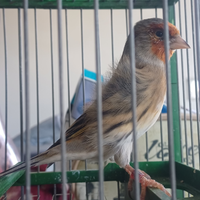 Incardellato cardellino per canarina rosso mosaico