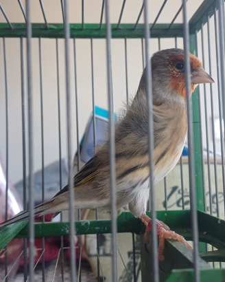 Incardellato cardellino per canarina rosso mosaico