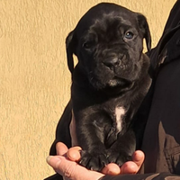 Cucciola cane corso con pedigree