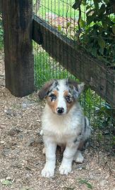 Cucciolo Pastore Australiano