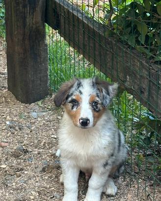 Cucciolo Pastore Australiano