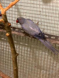 Parrocchetti dal collare