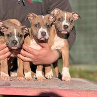 American pitbull terrier