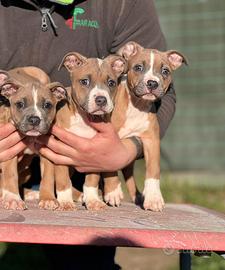 American pitbull terrier