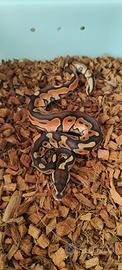 Cinnamon Enchi het Hypo