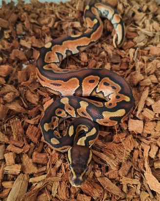 Cinnamon Enchi het Hypo