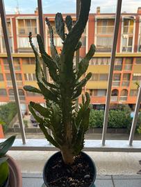 Pianta  grassa Euphorbia