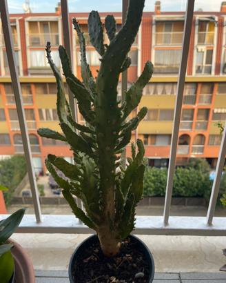 Pianta  grassa Euphorbia