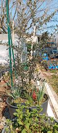 PIANTA ULIVO ALBERO IN VASO PER GIARDINO
