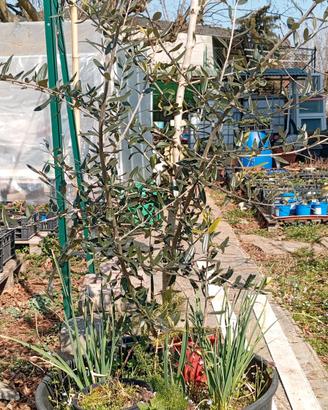 PIANTA ULIVO ALBERO IN VASO PER GIARDINO