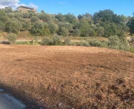 Terreno Agricolo fronte strada sito in Foglianise