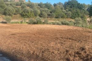 Terreno Agricolo fronte strada sito in Foglianise