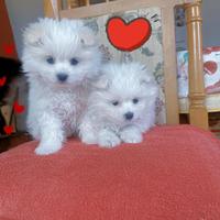 Volpini di Pomerania