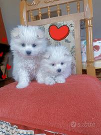 Volpini di Pomerania