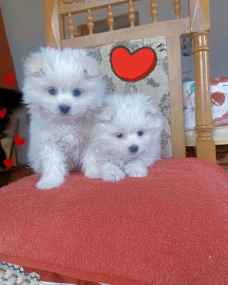 Volpini di Pomerania