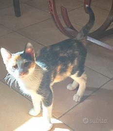 gattini portafortuna 