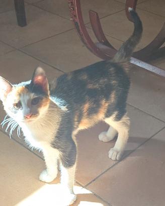 gattini portafortuna 