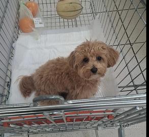 Maltipoo per monta
