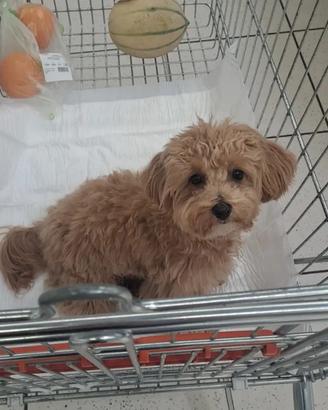 Maltipoo per monta
