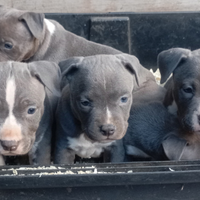 Amstaff blu