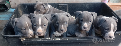 Amstaff blu