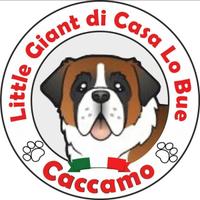 Cucccioli San Bernardo