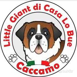 Cucccioli San Bernardo