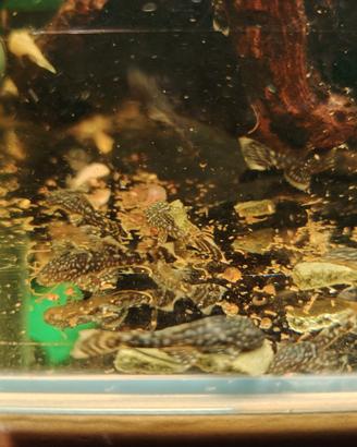 Ancistrus SP/Gold