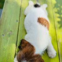 Jack Russell terrier a pelo ruvido