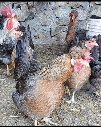 Legbar,Australorp, Amrock, Sussex,Marans,