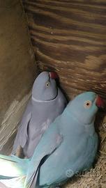 Parrocchetti dal collare