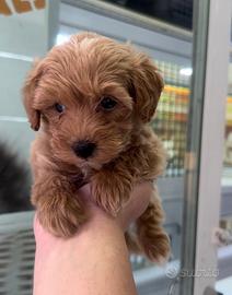 Maltipoo red