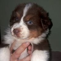 Cucciolo Pastore Australiano