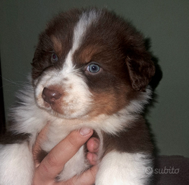 Cucciolo Pastore Australiano