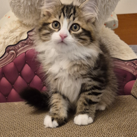 Cuccioli siberiani