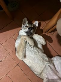 Cucciola lupo cecoslovacco