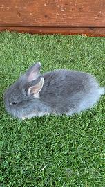 Cuccioli mini lop nani Ariete/ Testa di leone  Blu