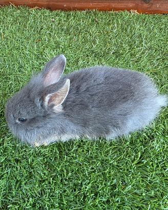 Cuccioli mini lop nani Ariete/ Testa di leone  Blu