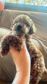 Ultimo cucciolo di barboncino toy