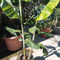 Banano "Musa Dwarf Cavendish"