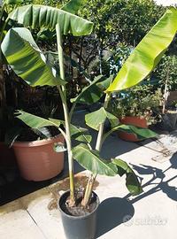 Banano "Musa Dwarf Cavendish"