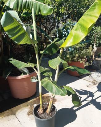 Banano "Musa Dwarf Cavendish"