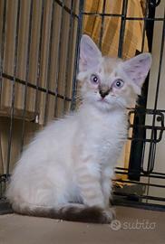 Gattino di razza europea/siamese di circa 4 mesi