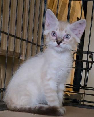 Gattino di razza europea/siamese di circa 4 mesi