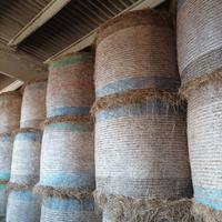 Foraggio bovini equini caprini