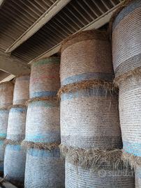 Foraggio bovini equini caprini