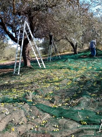 Oliveto Solarussa/Tramatza