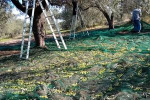 Oliveto Solarussa/Tramatza