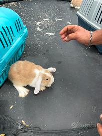 Cuccioli coniglio Ariete nano Minilop