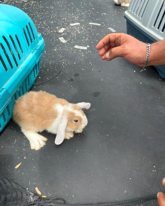 Cuccioli coniglio Ariete nano Minilop